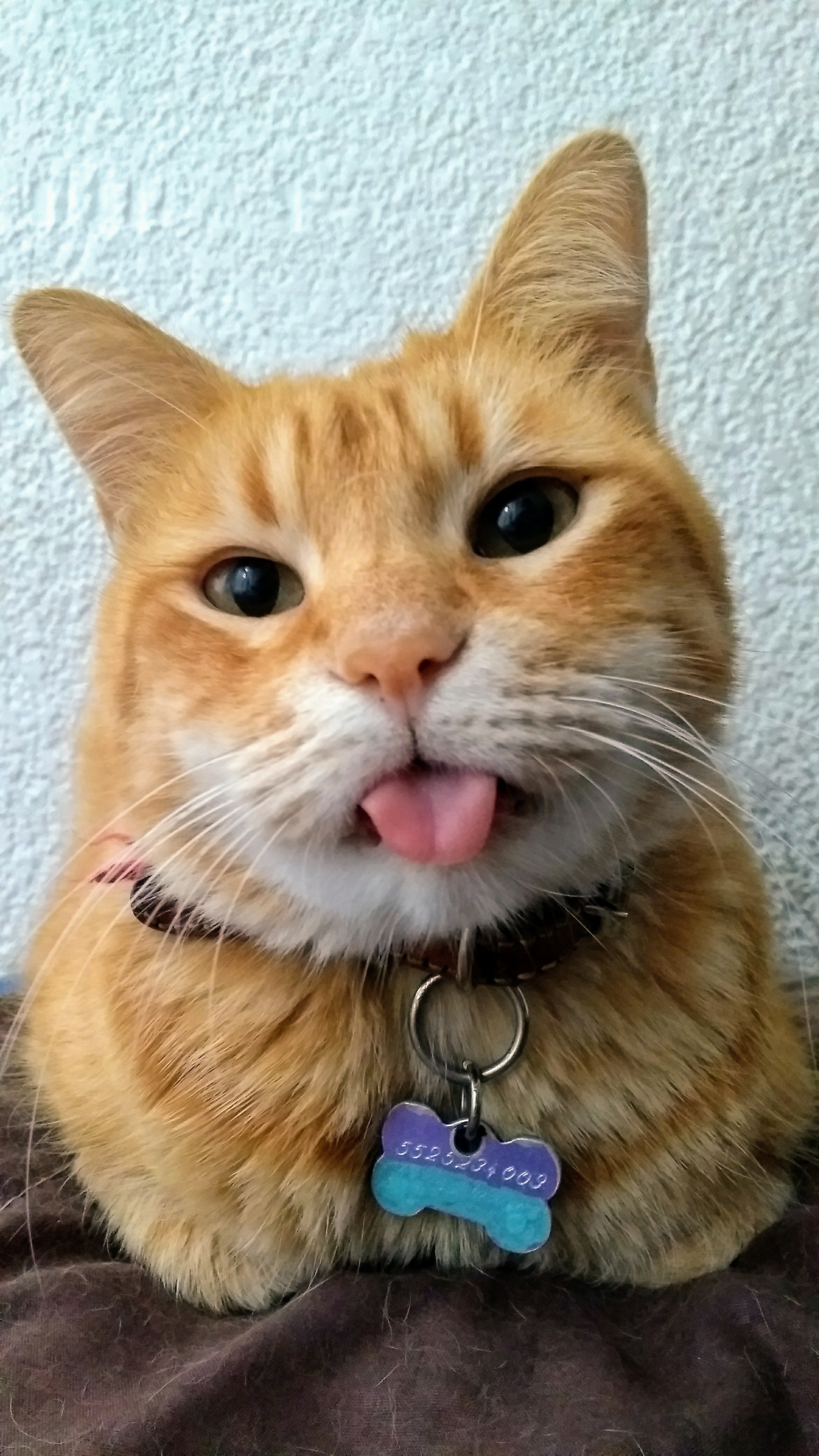 Prescripciones de un gato para una vida feliz