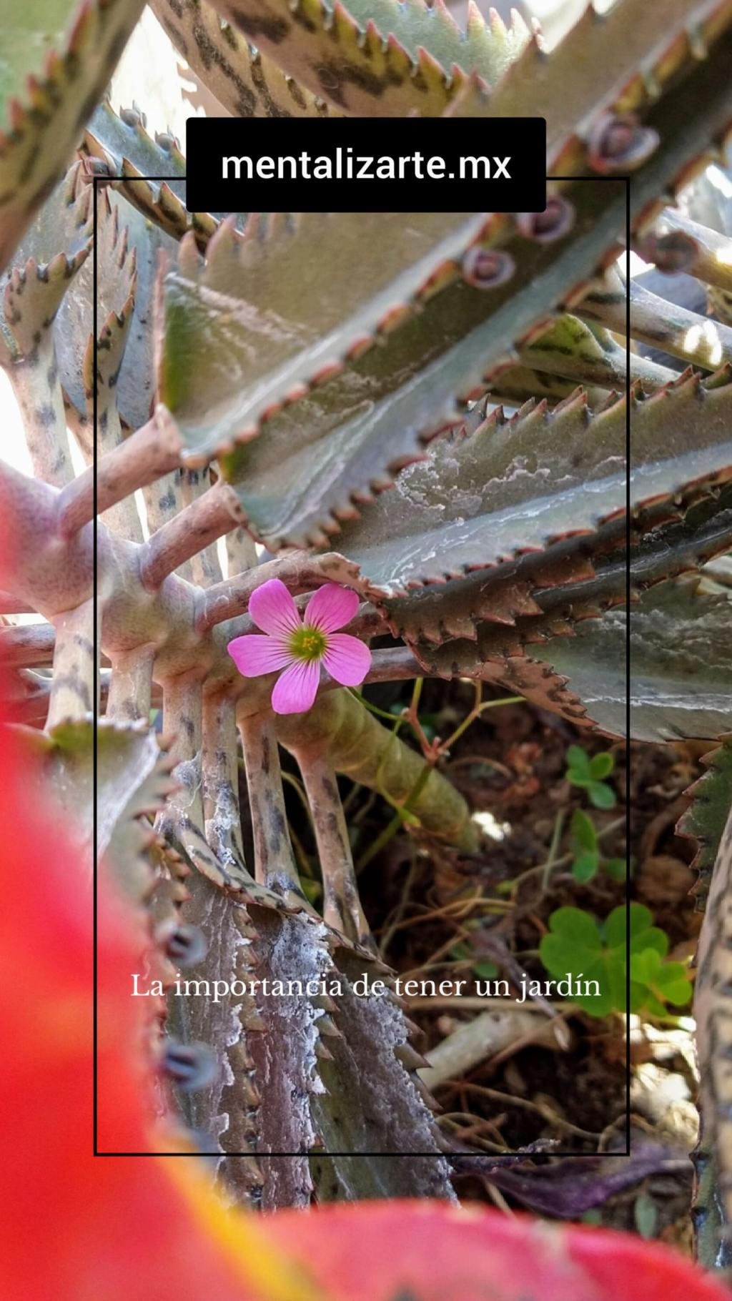 Beneficios de tener un jardín para nuestra salud&nbsp;mental