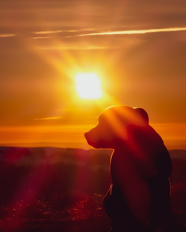 dog in sunset