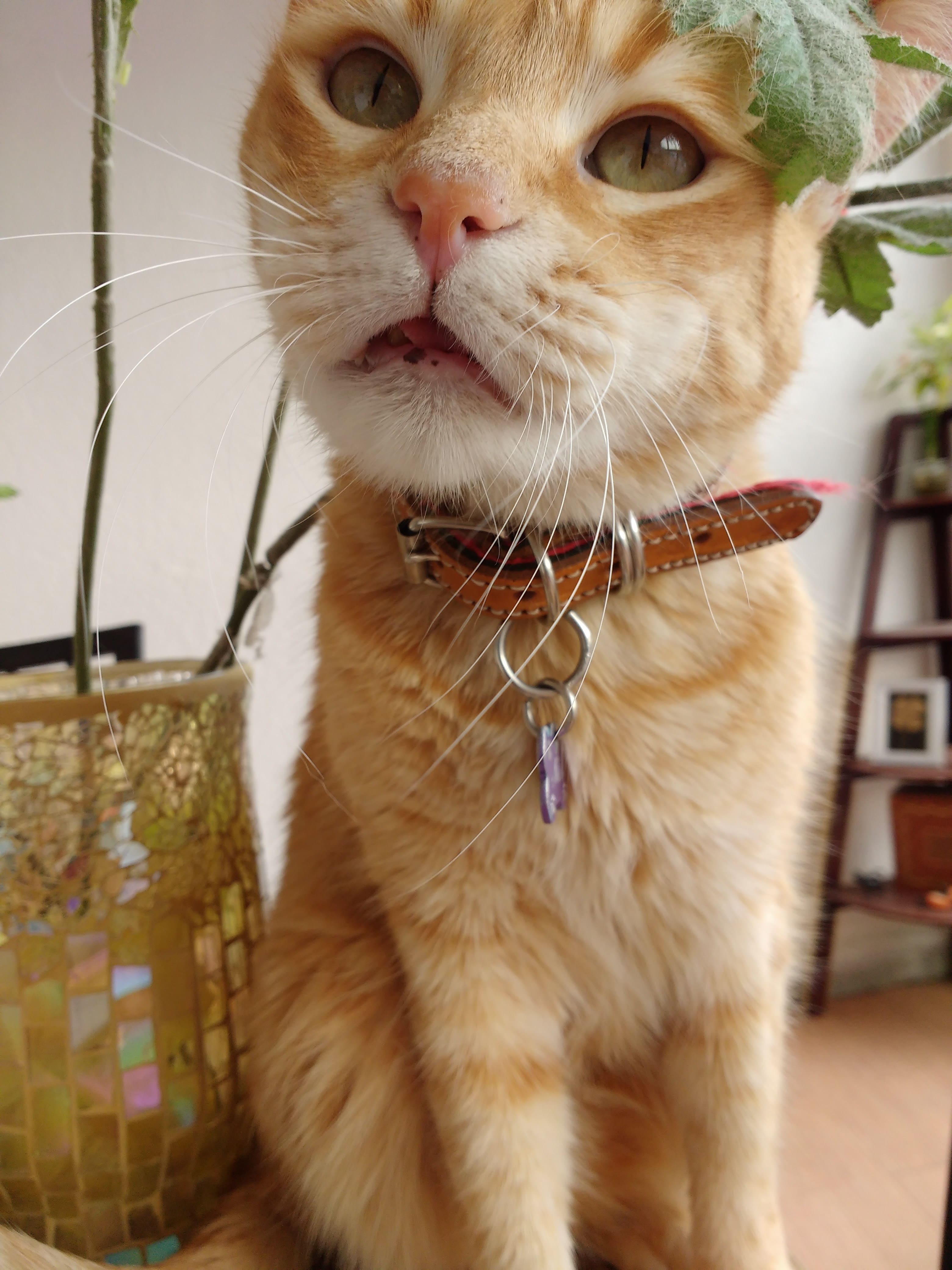 IMG_20161108_143456726